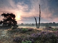 Wschód słońca, Park Narodowy Drents-Friese Wold, Drzewa, Holandia, Wrzosowisko, Mgła