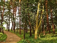Droga, Park, Dzewa