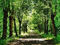 Droga, Park, Wiosna