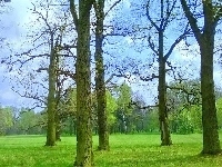 Park, Drzewa