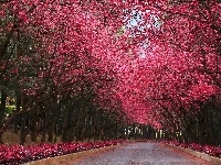Park, Drzewa
