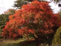Park, Drzewa