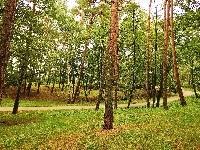 Drzewa, Park, Alejka