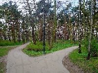 Drzewa, Park, Alejki