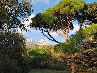 Drzewa, Park, Góry
