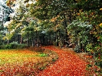 Park, Jesień, Drzewa, Ścieżka