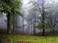 Drzewa, Park, Mgła