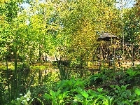 Drzewa, Park, Roślinność