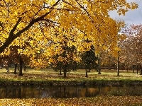 Drzewa, Park, Rzeczka