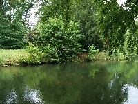 Drzewa, Park, Staw