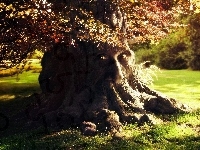 Drzewo, Park, Jesień