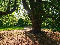 Alejka, Kasztanowiec, Drzewo, Park, Promienie słońca, Ławka