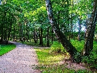 Gdańsk, Drzewa, Zieleń, Alejka, Polska, Park Brzeźnieński im.J.J.Haffnera, Brzozy