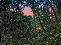 Las wawrzynolistny, Hiszpania, Park Narodowy Garajonay, Paprocie, Wyspa La Gomera, Wyspy Kanaryjskie, Drzewa