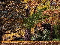 Jesień, Park, Drzewa