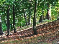 Jesień, Park, Drzewa