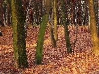 Jesień, Park, Dtzewa