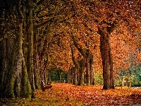 Jesień, Park, Liście