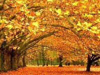 Jesienią, Park, Drzewa