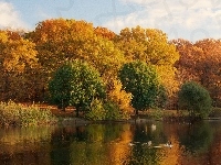 Park, Jezioro, Kaczki, Jesień