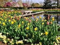 Kolorowe, Park, Tulipany