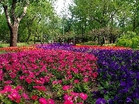 Park, Kwiaty
