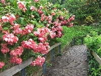 Kwiaty, Park, Ścieżka