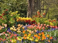 Kwiaty, Park, Tulipany