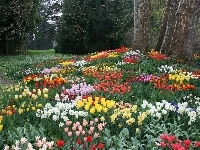 Kwiaty, Park, Tulipany