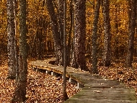 Park, Jesień, Liście, Drzewa