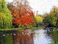 Park, Kaczki, Jesień, Rzeka, Most, Kolorowa
