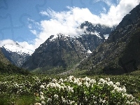 Narodowy Park, Nowa Zelandia, Góry, Kwiatki, Fiordland