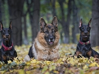 Liście, Owczarek Niemiecki, Dobermany, Poranny spacer, Jesień, Park