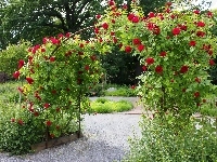 Pnące, Park, Róże