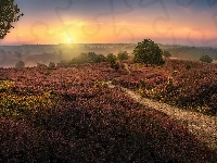 Park Narodowy Veluwezoom, Prowincja Geldria, Wrzos, Ścieżka, Mgła, Drzewa, Holandia, Wrzosowisko, Wschód słońca