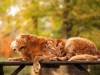 Park, Liść, Golden, Retriever, Ławka