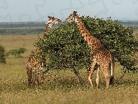 Park Narodowy Serengeti, Żyrafy, Sawanna, Tanzania