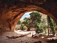 Park Narodowy Arches, Jaskinia, Sosny, Stany Zjednoczone, Drzewa, Skały, Utah
