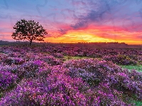 Anglia, Wielka Brytania, Park Narodowy New Forest, Wrzosy, Wrzosowisko, Southampton, Wschód słońca, Drzewo