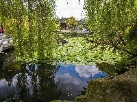 Staw, Park, Drzewa