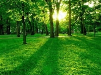 Park, Drzewa, Trawa, Cienie