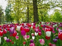 Tulipany, Park, Drzewa