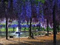 Fontanna, Wisteria, Park