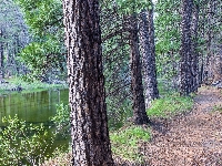 Kalifornia, Stany Zjednoczone, Park Narodowy Yosemite, Rzeka, Merced River, Yosemite Valley, Las, Droga