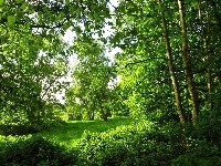 Zielone, Park, Drzewa
