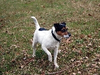 Parson Russell Terrier, kij