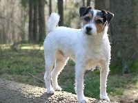 Parson Russell Terrier, Las