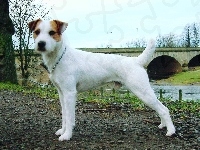 Parson Russell Terrier, most