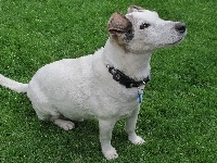 Parson Russell Terrier, Trawa