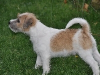 Parson Russell Terrier, Trawa